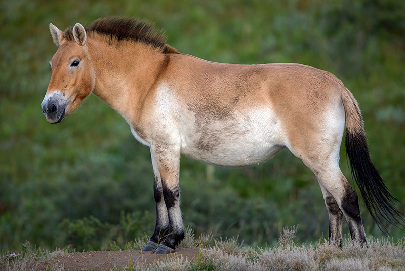 visit mongolia